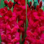 Γλαδιόλες Plum Tart Φάκελος 10 Βολβών Πορφυρό - Λευκό