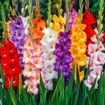 Γλαδιόλες Large Flowered Mixed Φάκελος 10 Βολβών