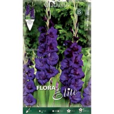 Γλαδιόλες Purple Flora Φάκελος 10 Βολβών Βιολέ