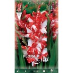 Γλαδιόλα Zizanie Φάκελος 10 Βολβών (Gladiolus x hortulanus 'Zizanie') 786013 Γλαδιόλες Zizanie Φάκελος 10 Βολβών Κόκκινο - Λευκό