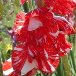 Γλαδιόλα Zizanie Φάκελος 10 Βολβών (Gladiolus x hortulanus 'Zizanie') 786013 Γλαδιόλες Zizanie Φάκελος 10 Βολβών Κόκκινο - Λευκό