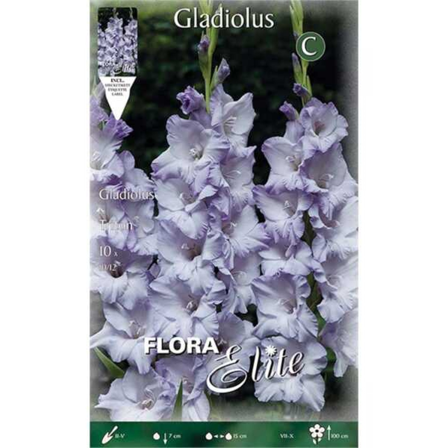 Γλαδιόλες Triton Φάκελος 10 Βολβών Λιλά