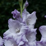 Γλαδιόλες Triton Φάκελος 10 Βολβών Λιλά