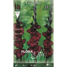 Γλαδιόλες Black Star Φάκελος 10 Βολβών