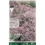Baby's Breath Pink Flamingo Bulb (Gypsophila paniculata 'Flamingo') Baby's Breath Pink Flamingo Bulb (Gypsophila 'Flamingo')