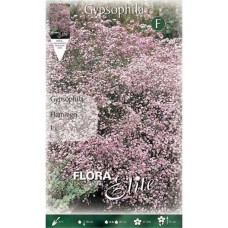 Baby's Breath Pink Flamingo Bulb (Gypsophila 'Flamingo')