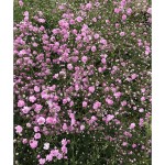 Baby's Breath Pink Flamingo Bulb (Gypsophila paniculata 'Flamingo') Baby's Breath Pink Flamingo Bulb (Gypsophila 'Flamingo')