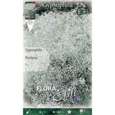Baby's Breath Perfecta White Bulbs (Gypsophila 'Perfecta')