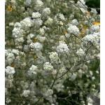 Γυψοφίλες Λευκές Perfecta Βολβοί (Gypsophila 'Perfecta')