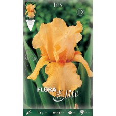 Bearded Iris Germanica Orange - Perennials