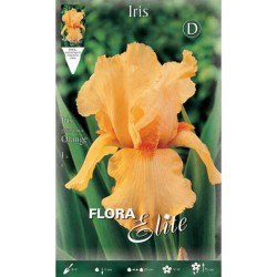 Bearded Iris Germanica Orange (Iris × germanica 'Orange') - Rhizome - Spring Planting  Bearded Iris Germanica Orange - Perennials