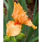 Ίριδες Germanica Orange (Iris × germanica 'Orange') Πολυετείς