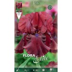 Bearded Iris Germanica Red (Iris × germanica 'Red') - Rhizome - Spring Planting  Bearded Iris Germanica Red - Perennials