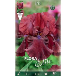 Bearded Iris Germanica Red (Iris × germanica 'Red') - Rhizome - Spring Planting  Bearded Iris Germanica Red - Perennials
