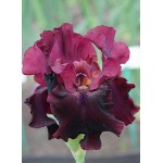 Bearded Iris Germanica Red (Iris × germanica 'Red') - Rhizome - Spring Planting  Bearded Iris Germanica Red - Perennials