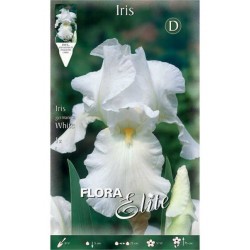 Bearded Iris Germanica White (Iris × germanica 'White') - Rhizome - Spring Planting  Bearded Iris Germanica White - Perennial Rhizomes