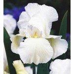 Ίριδες Germanica White & Yellow Πολυετείς Λευκές