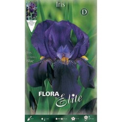 Bearded Iris Germanica Blue (Iris × germanica 'Blue') - Spring Bearded Iris Germanica Blue (Iris × germanica 'Blue')