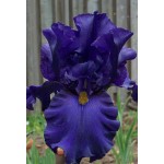 Bearded Iris Germanica Blue (Iris × germanica 'Blue')