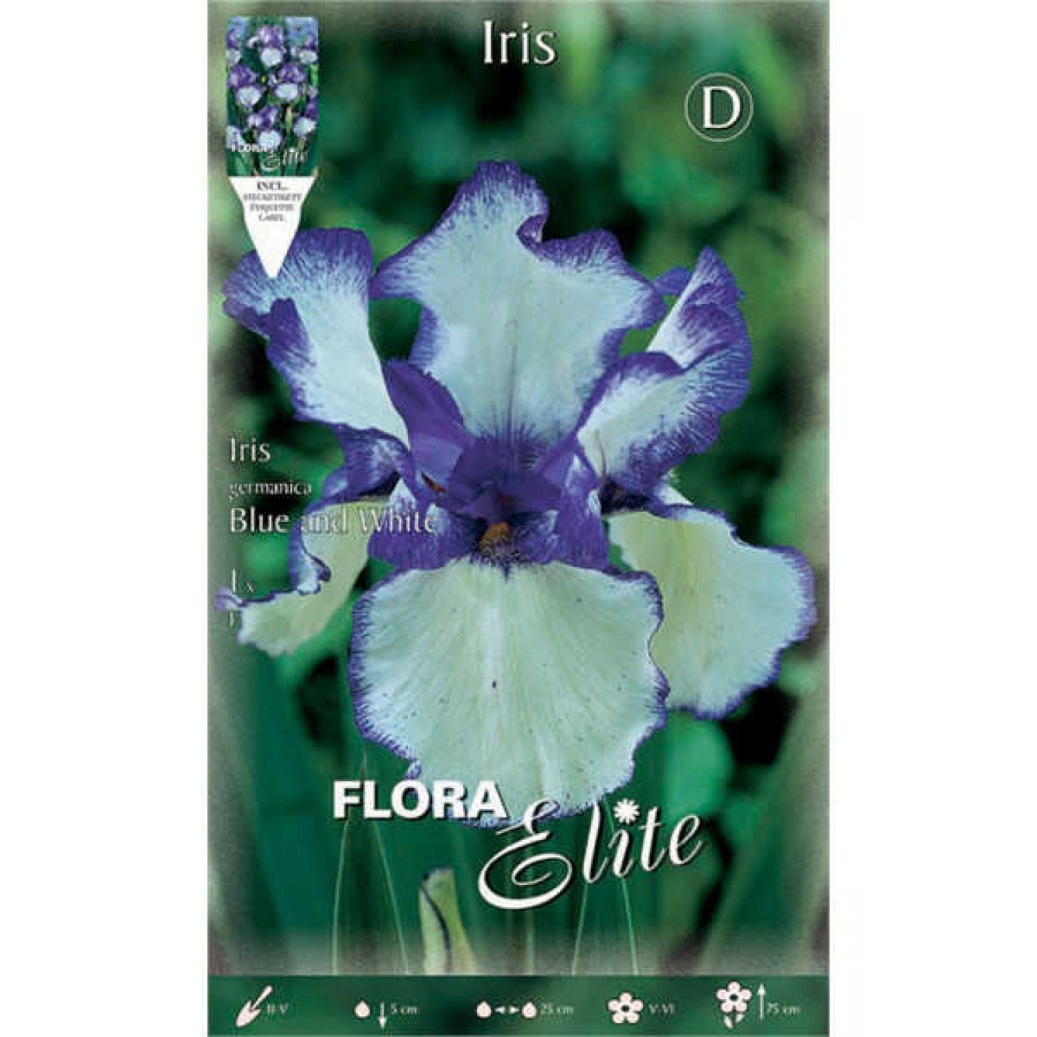 Bearded Iris Germanica Blue & White (Iris × germanica 'Blue & White') - Rhizome - Spring Planting  Bearded Iris Germanica Blue & White - Perennials