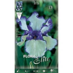 Bearded Iris Germanica Blue & White (Iris × germanica 'Blue & White') - Rhizome - Spring Planting  Bearded Iris Germanica Blue & White - Perennials