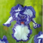 Bearded Iris Germanica Blue & White (Iris × germanica 'Blue & White') - Rhizome - Spring Planting  Bearded Iris Germanica Blue & White - Perennials