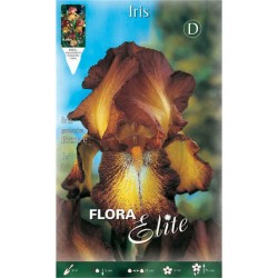 Bearded Iris Germanica Bronze (Iris × germanica 'Bronze') - Rhizome - Spring Planting  Bearded Iris Germanica Bronze - Perennials