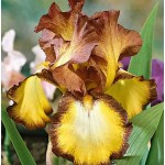 Bearded Iris Germanica Bronze (Iris × germanica 'Bronze') - Rhizome - Spring Planting  Bearded Iris Germanica Bronze - Perennials