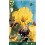 Bearded Iris Germanica Purple & Yellow (Iris × germanica 'Purple & Yellow') - Rhizome - Spring Planting  Bearded Iris Germanica Purple & Yellow - Perennials