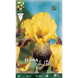 Bearded Iris Germanica Purple & Yellow (Iris × germanica 'Purple & Yellow') - Rhizome - Spring Planting  Bearded Iris Germanica Purple & Yellow - Perennials