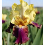 Bearded Iris Germanica Purple & Yellow (Iris × germanica 'Purple & Yellow') - Rhizome - Spring Planting  Bearded Iris Germanica Purple & Yellow - Perennials