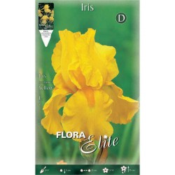 Bearded Iris Germanica Yellow (Iris × germanica 'Yellow') - Rhizome - Spring Planting  Bearded Iris Germanica Yellow - Perennials
