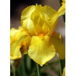 Bearded Iris Germanica Yellow (Iris × germanica 'Yellow') - Rhizome - Spring Planting  Bearded Iris Germanica Yellow - Perennials
