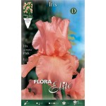 Bearded Iris Germanica Pink (Iris × germanica 'Pink') - Rhizome - Spring Planting  Bearded Iris Germanica Pink - Perennials