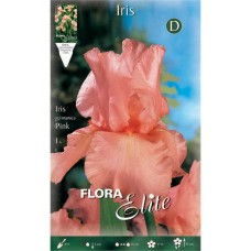 Bearded Iris Germanica Pink - Perennials