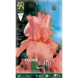 Bearded Iris Germanica Pink (Iris × germanica 'Pink') - Rhizome - Spring Planting  Bearded Iris Germanica Pink - Perennials