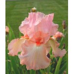 Bearded Iris Germanica Pink (Iris × germanica 'Pink') - Rhizome - Spring Planting  Bearded Iris Germanica Pink - Perennials