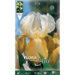 Bearded Iris Germanica White & Yellow (Iris × germanica 'White & Yellow') - Rhizome - Spring Planting  Bearded Iris Germanica White & Yellow - Perennials