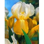 Bearded Iris Germanica White & Yellow (Iris × germanica 'White & Yellow') - Rhizome - Spring Planting  Bearded Iris Germanica White & Yellow - Perennials