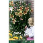 Lavon Yellow-Red Tree Lily (Lilium 'Lavon') - Bulb (787188) Lavon Yellow-Red Tree Lilies (Lilium 'Lavon') Bulbs
