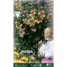 Lavon Yellow-Red Tree Lilies (Lilium 'Lavon') Bulbs