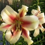 Lavon Yellow-Red Tree Lily (Lilium 'Lavon') - Bulb (787188) Lavon Yellow-Red Tree Lilies (Lilium 'Lavon') Bulbs