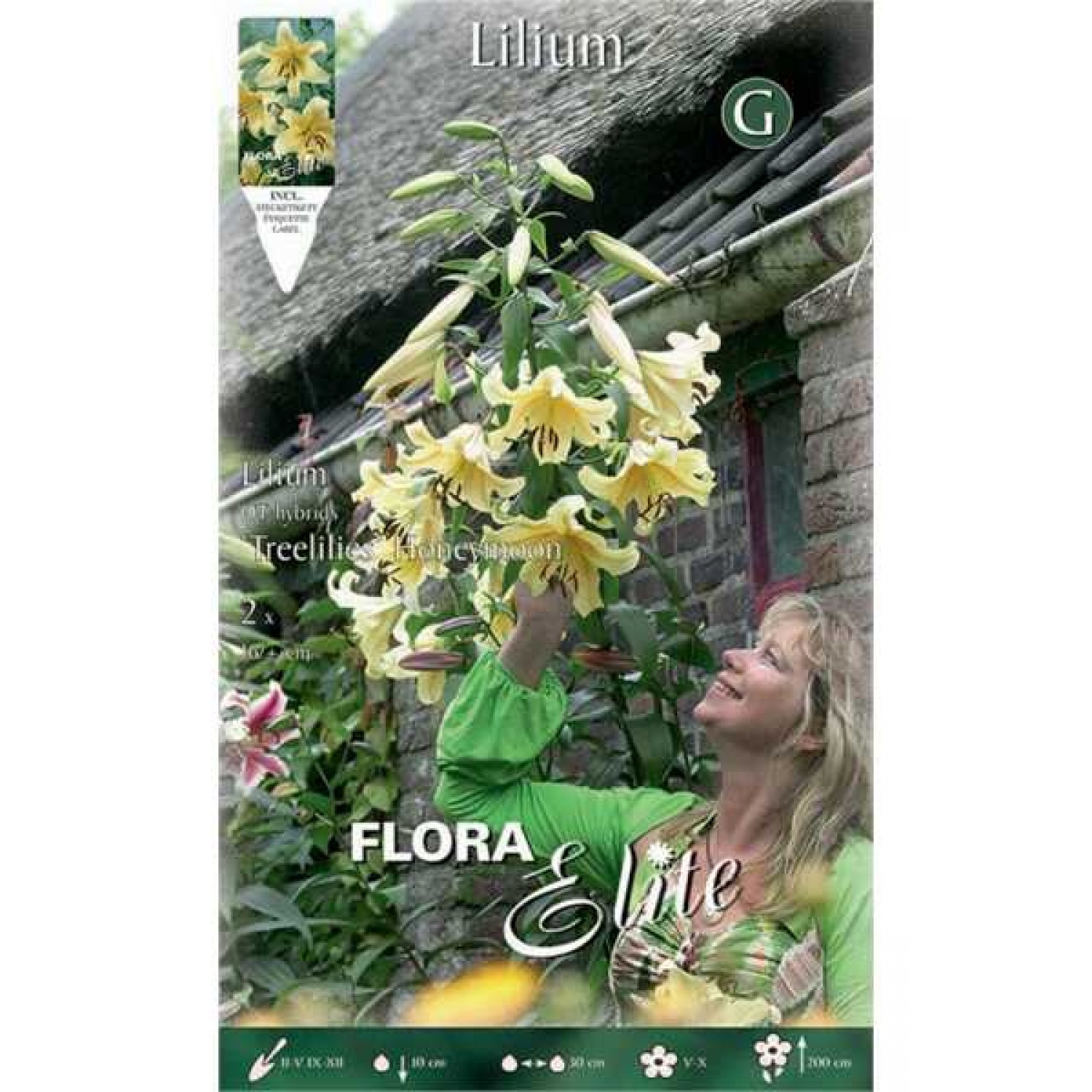 Honeymoon Yellow Tree Lilies (Lilium 'Honeymoon') Bulbs