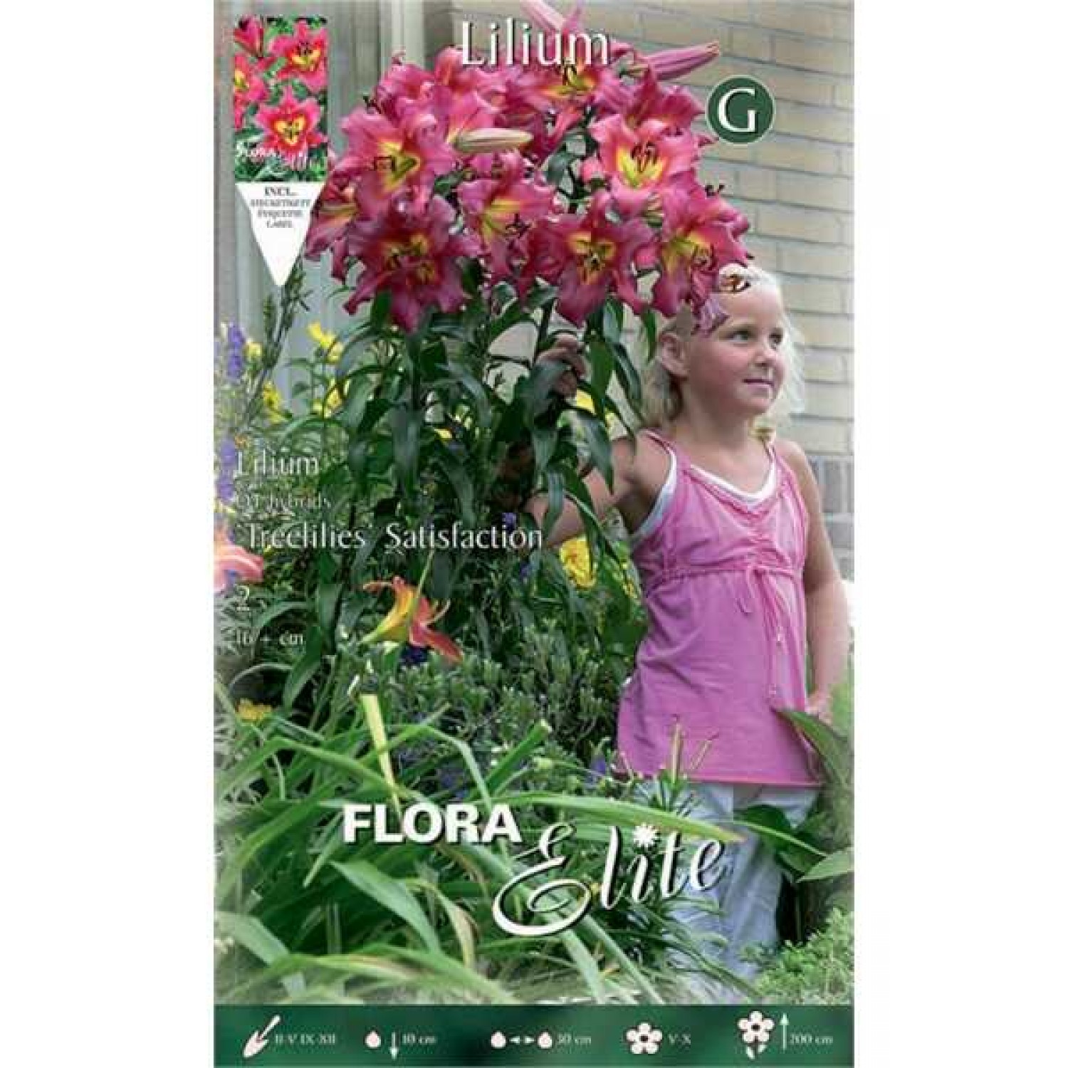Satisfaction Fuchsia Tree Lily (Lilium 'Satisfaction') - Bulb (787201) Satisfaction Fuchsia Tree Lilies (Lilium 'Satisfaction') Bulbs