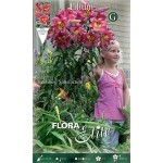 Satisfaction Fuchsia Tree Lily (Lilium 'Satisfaction') - Bulb (787201) Satisfaction Fuchsia Tree Lilies (Lilium 'Satisfaction') Bulbs