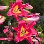 Satisfaction Fuchsia Tree Lily (Lilium 'Satisfaction') - Bulb (787201) Satisfaction Fuchsia Tree Lilies (Lilium 'Satisfaction') Bulbs