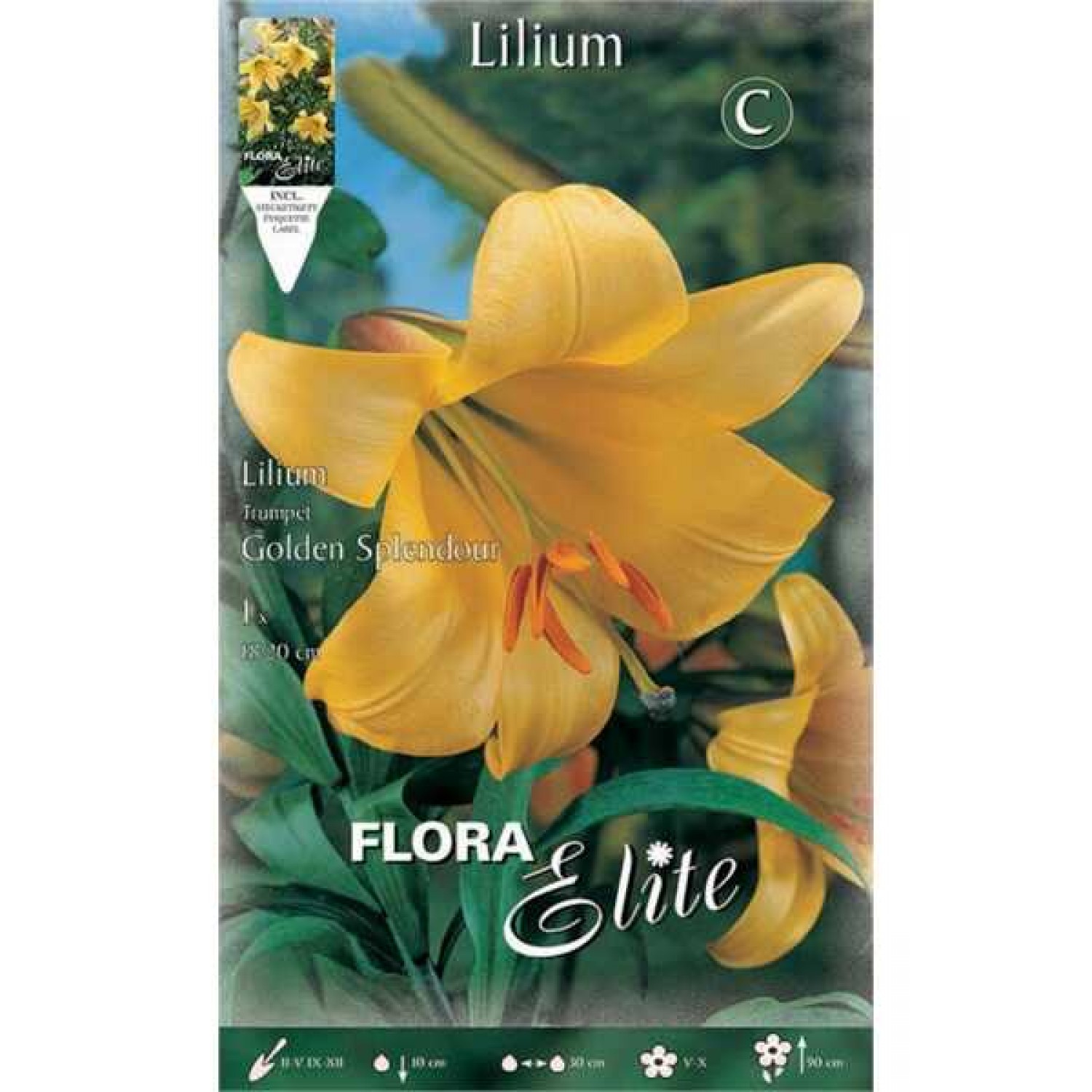 Yellow Golden Splendour Trumpet Lily (Lilium 'Golden Splendour') Bulb (837272) Golden Splendour Trumpet Lilies Yellow - Bulbs