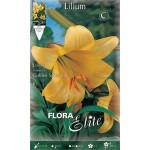 Yellow Golden Splendour Trumpet Lily (Lilium 'Golden Splendour') Bulb (837272) Golden Splendour Trumpet Lilies Yellow - Bulbs