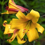 Yellow Golden Splendour Trumpet Lily (Lilium 'Golden Splendour') Bulb (837272) Golden Splendour Trumpet Lilies Yellow - Bulbs