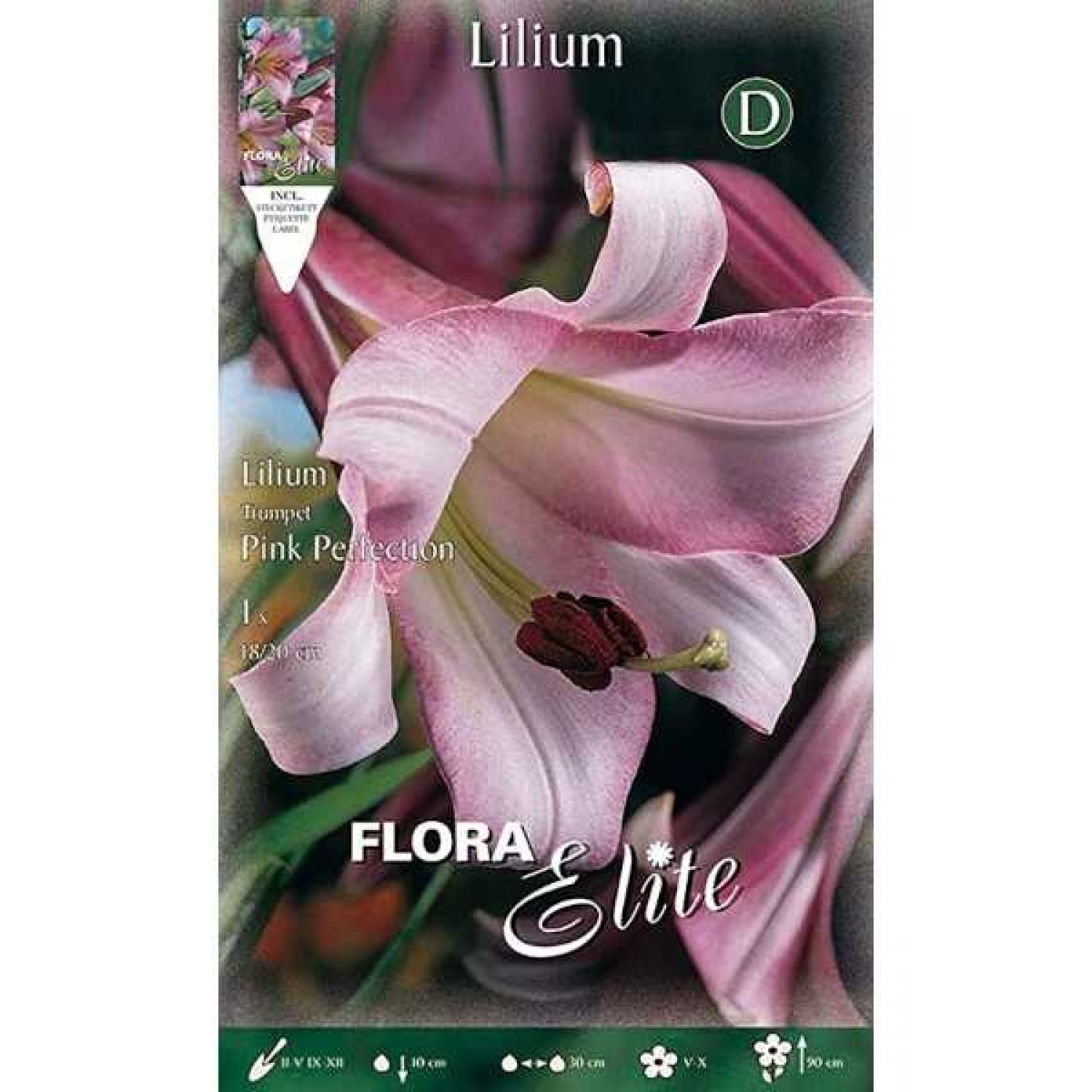 White - Pink Pink Perfektion Trumpet Lily (Lilium 'Pink Perfektion') Bulb (838323) Pink Perfektion Trumpet Lilies White - Pink - Bulbs